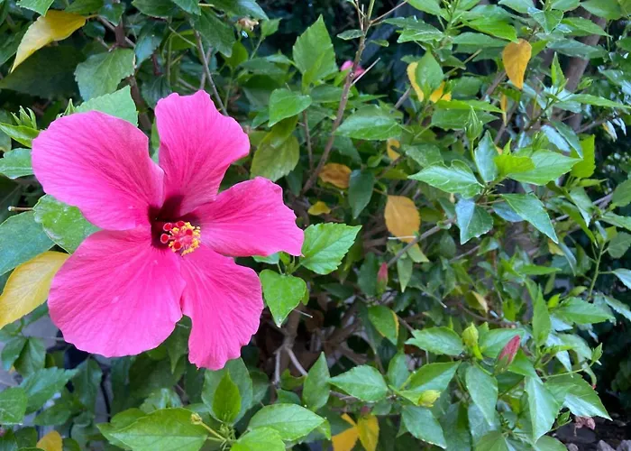 Boutique Hs Rosa 3* Пагера