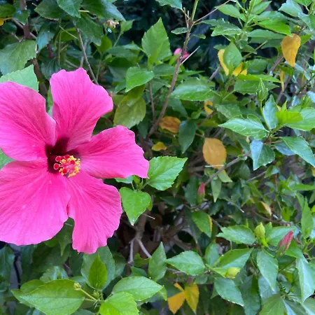 Boutique Hs Rosa 3* Пагера